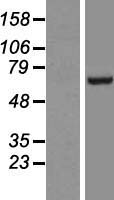 FBXL5 Human Over-expression Lysate
