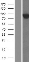 ARHGAP18 Human Over-expression Lysate