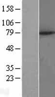 MID2 Human Over-expression Lysate