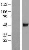 CCDC97 Human Over-expression Lysate