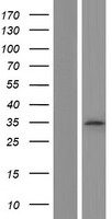 STK22C (TSSK3) Human Over-expression Lysate