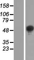 BRUNOL6 (CELF6) Human Over-expression Lysate