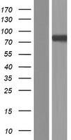 Pannexin 2 (PANX2) Human Over-expression Lysate