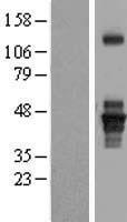 SEPTIN1 Human Over-expression Lysate