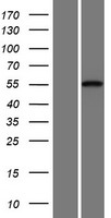 Cadherin like 23 (CDH23) Human Over-expression Lysate
