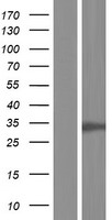 CDK2 Human Over-expression Lysate