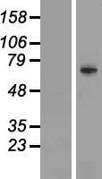 TRIM41 Human Over-expression Lysate