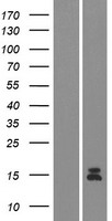 Guanylin (GUCA2A) Human Over-expression Lysate