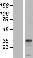 STX1B Human Over-expression Lysate