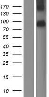 XKR4 Human Over-expression Lysate