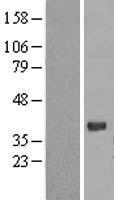 PGRP1A (PGLYRP3) Human Over-expression Lysate