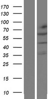 KLHL32 Human Over-expression Lysate
