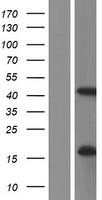PCMTD1 Human Over-expression Lysate