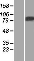 LENG8 Human Over-expression Lysate