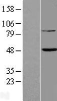 TENT5B Human Over-expression Lysate