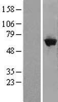 GBP5 Human Over-expression Lysate