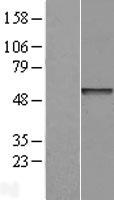 LRRC42 Human Over-expression Lysate