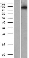 SNX26 (ARHGAP33) Human Over-expression Lysate