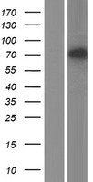 TOP1MT Human Over-expression Lysate