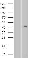 Pannexin 3 (PANX3) Human Over-expression Lysate