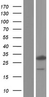 HCCA2 (MOB2) Human Over-expression Lysate