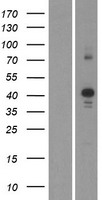 CDK10 Human Over-expression Lysate