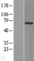 TRIM9 Human Over-expression Lysate