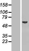 GLMN Human Over-expression Lysate