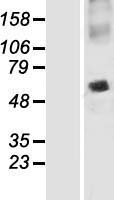 SNAP47 Human Over-expression Lysate