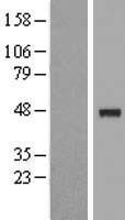 IHPK3 (IP6K3) Human Over-expression Lysate