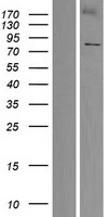 KLHL4 Human Over-expression Lysate