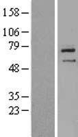 ZNF354B Human Over-expression Lysate