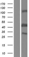 BCCIP Human Over-expression Lysate