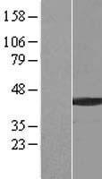 BCCIP Human Over-expression Lysate