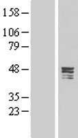 CPA5 Human Over-expression Lysate
