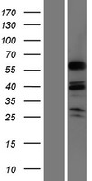 MSL3L1 (MSL3) Human Over-expression Lysate