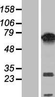 PUF60 Human Over-expression Lysate