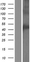 C20orf160 (CCM2L) Human Over-expression Lysate
