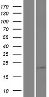 SAMD10 Human Over-expression Lysate
