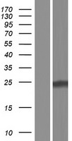 CBLN4 Human Over-expression Lysate