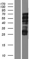 C20orf112 (NOL4L) Human Over-expression Lysate