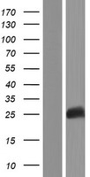 BHLHE23 Human Over-expression Lysate
