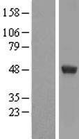 UAP56 (DDX39B) Human Over-expression Lysate