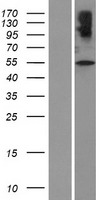 SLC32A1 Human Over-expression Lysate