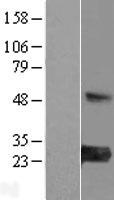MED30 Human Over-expression Lysate