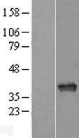 APE1 (APEX1) Human Over-expression Lysate