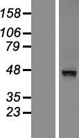 MACROD2 Human Over-expression Lysate
