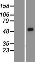 SIRP alpha (SIRPA) Human Over-expression Lysate