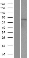 SUHW2 (ZNF280B) Human Over-expression Lysate