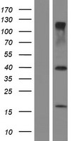 RNF36 (TRIM69) Human Over-expression Lysate